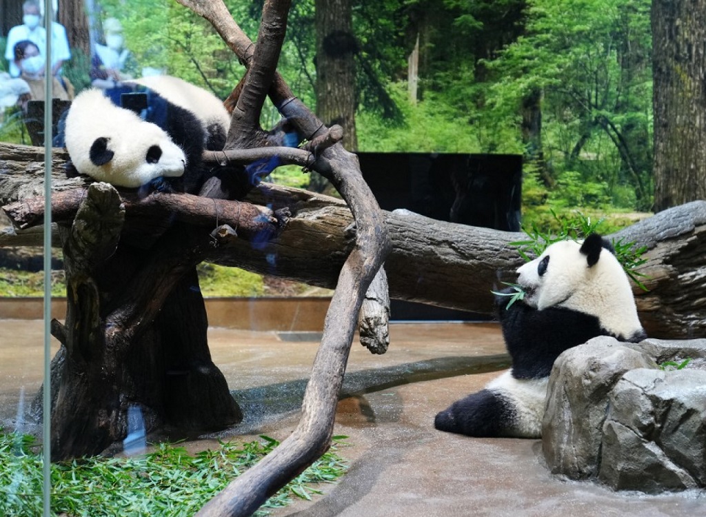 东京上野动物园的龙凤胎大熊猫“晓晓”（雄性）和“蕾蕾”（雌性）